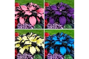 Mixrug Hosta Seeds for Planting, 297pcs Non-GMO Heirloom Perennial Hosta Flower Seeds, Long Blooming Plants Shaded Entry Pathway Rare Flowers Beauty Home Garden for Outdoors