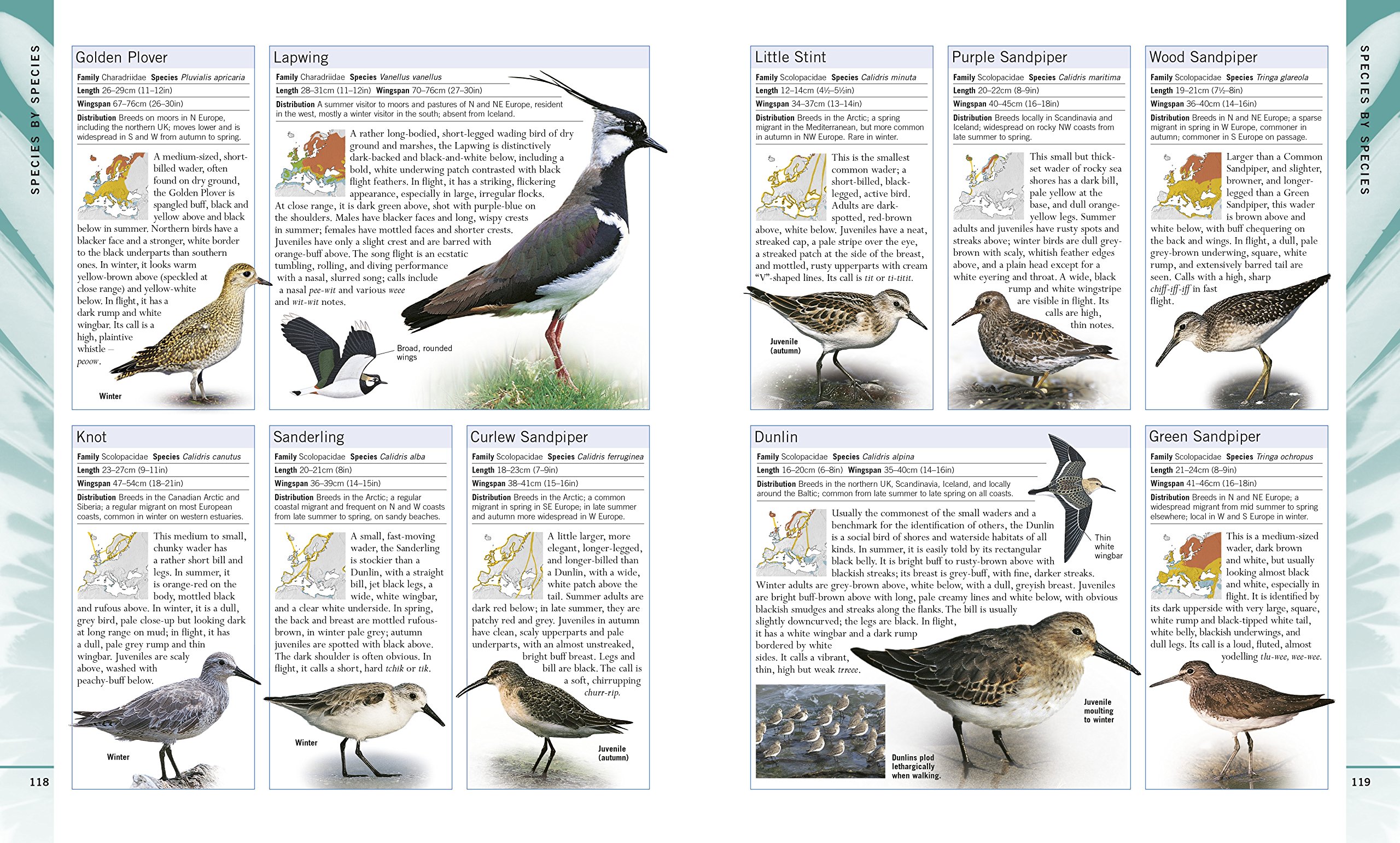 Bird Watching Book Uk / Bird Watching Uk June 2020 Free For Book Bird