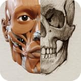 3D Anatomy for the Artist