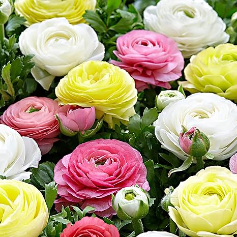 Ranuncoli Coltivazione