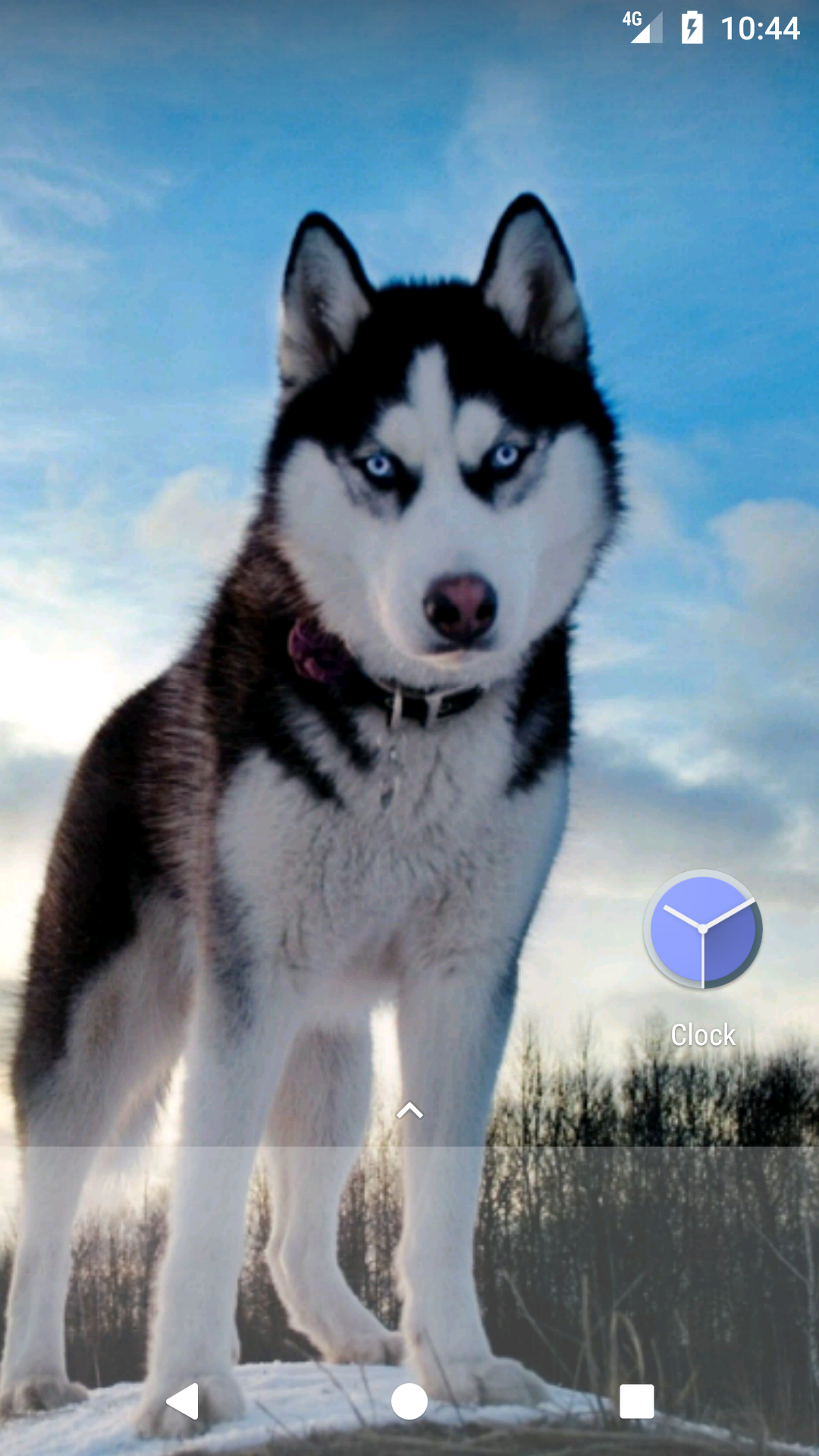 Siberian Husky Wallpaper Hd Free Amazon Com Appstore For Android Siberian Husky Wallpaper Hd Free Amazon Com Appstore For Android