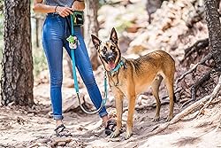 OllyDog Flagstaff Collar, Webbing Dog Collar with