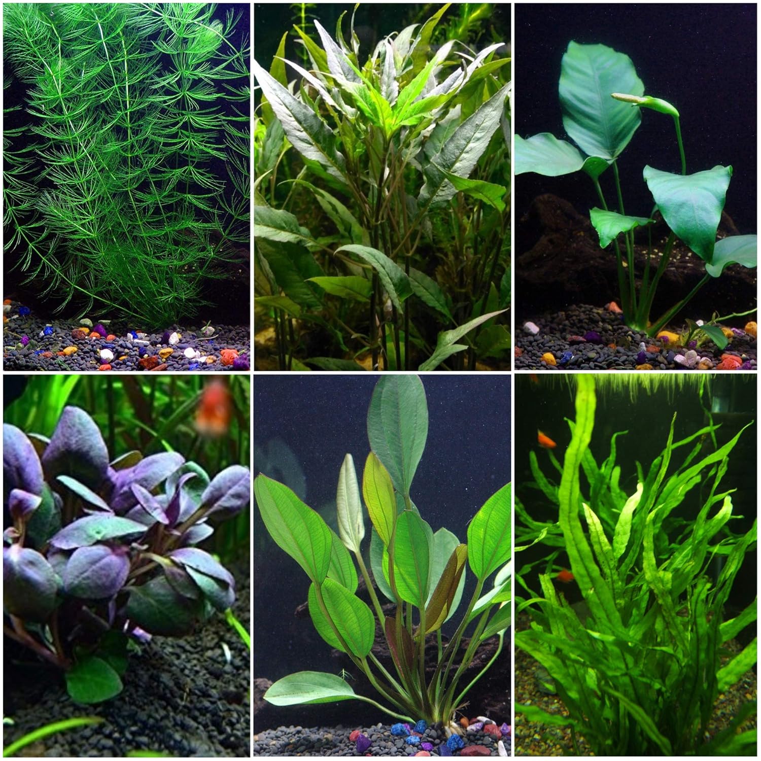 Goldfish Aquarium Plant Bundle