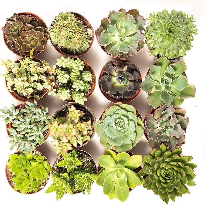 Succulent Assorted Pack (4 inch) Decorate Your Home