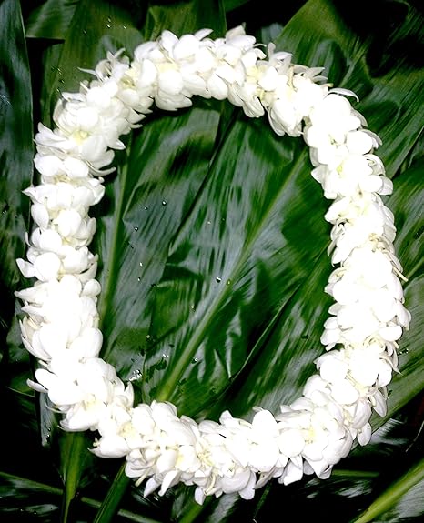 Amazon Com Fresh Hand Made Dendrobium Orchid Lei White Everything Else