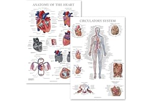 Palace Learning 2 Pack - Circulatory System & Heart Anatomy Posters - Set of 2 Anatomical Charts - Laminated 18" x 24"