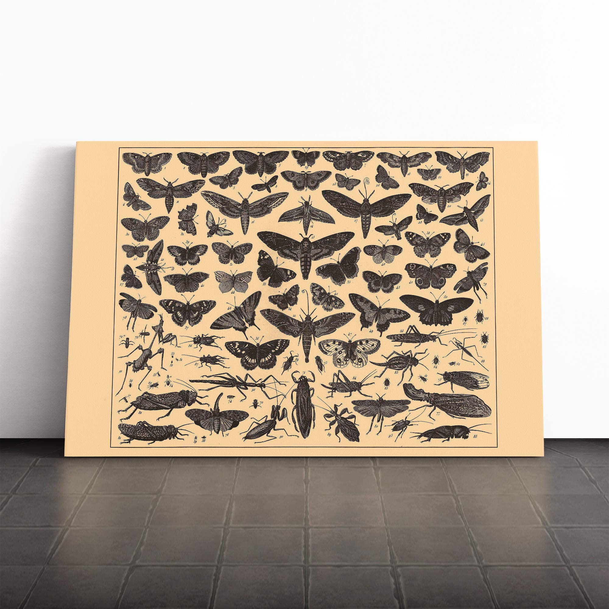 Encyclopedia Vintage Butterflies and Insects (1) Canvas Print | Gallery Wrapped 30mm Frame Wall Art | 20x14 inches | Ready to Hang | Retro Picture | Living Room Bedroom Lounge Office