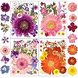 Dried Pressed Flowers, Resiners Dried Flowers for