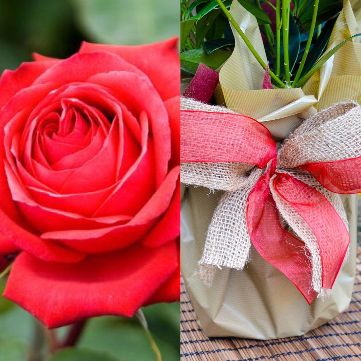 Ruby Wedding Gift Rose Ruby Anniversary Plant Gift 40th Wedding Gifts Amazon.co.uk Garden