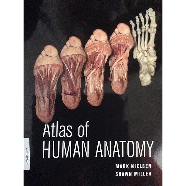 洋書 A Colour Atlas of Human Anatomy A Colour Atlas of Human Anatomy - McMinn, R.M.H.; Hutchings