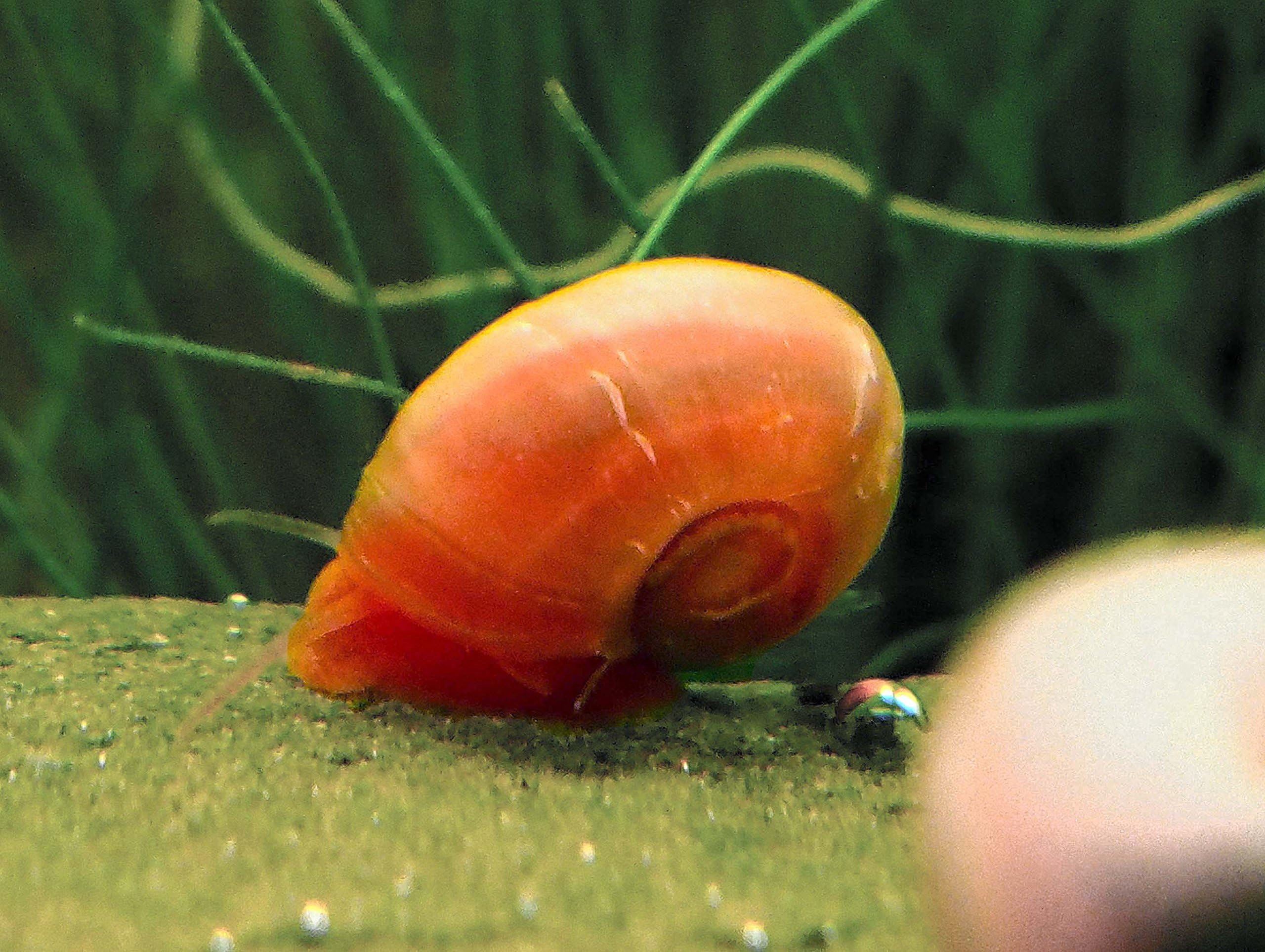 InvertObsession 10 Live Bright Red Ramshorn Snails (Algae eaters, safe for fish, plants, and shrimp)