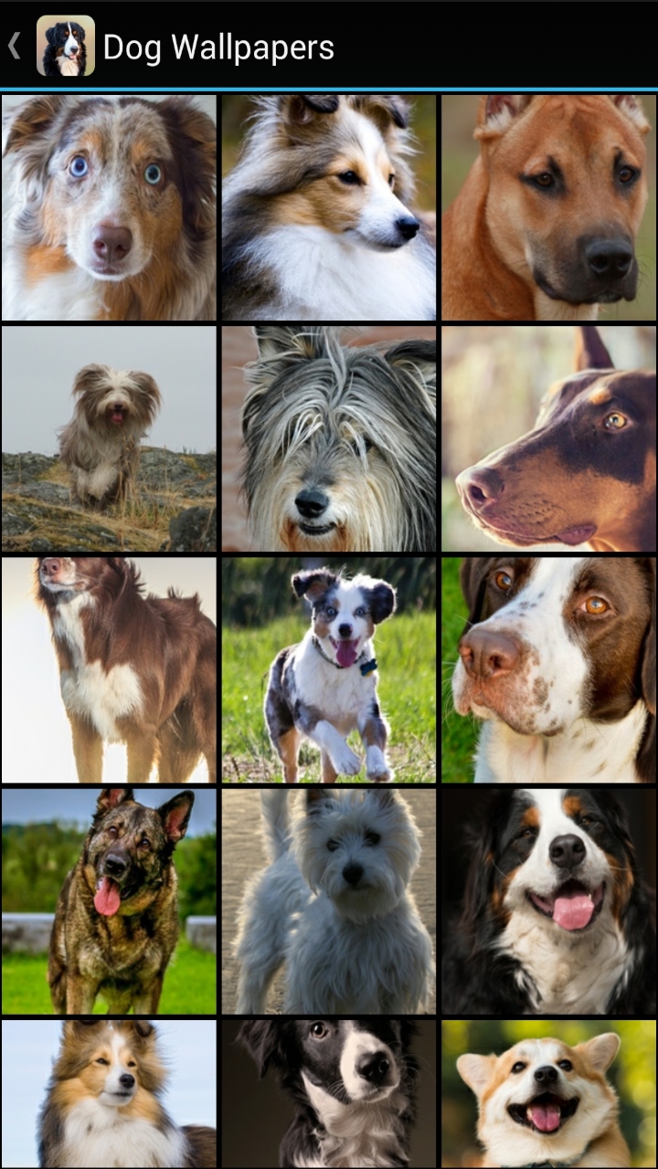 Dog Wallpapers - Thumbnail 2