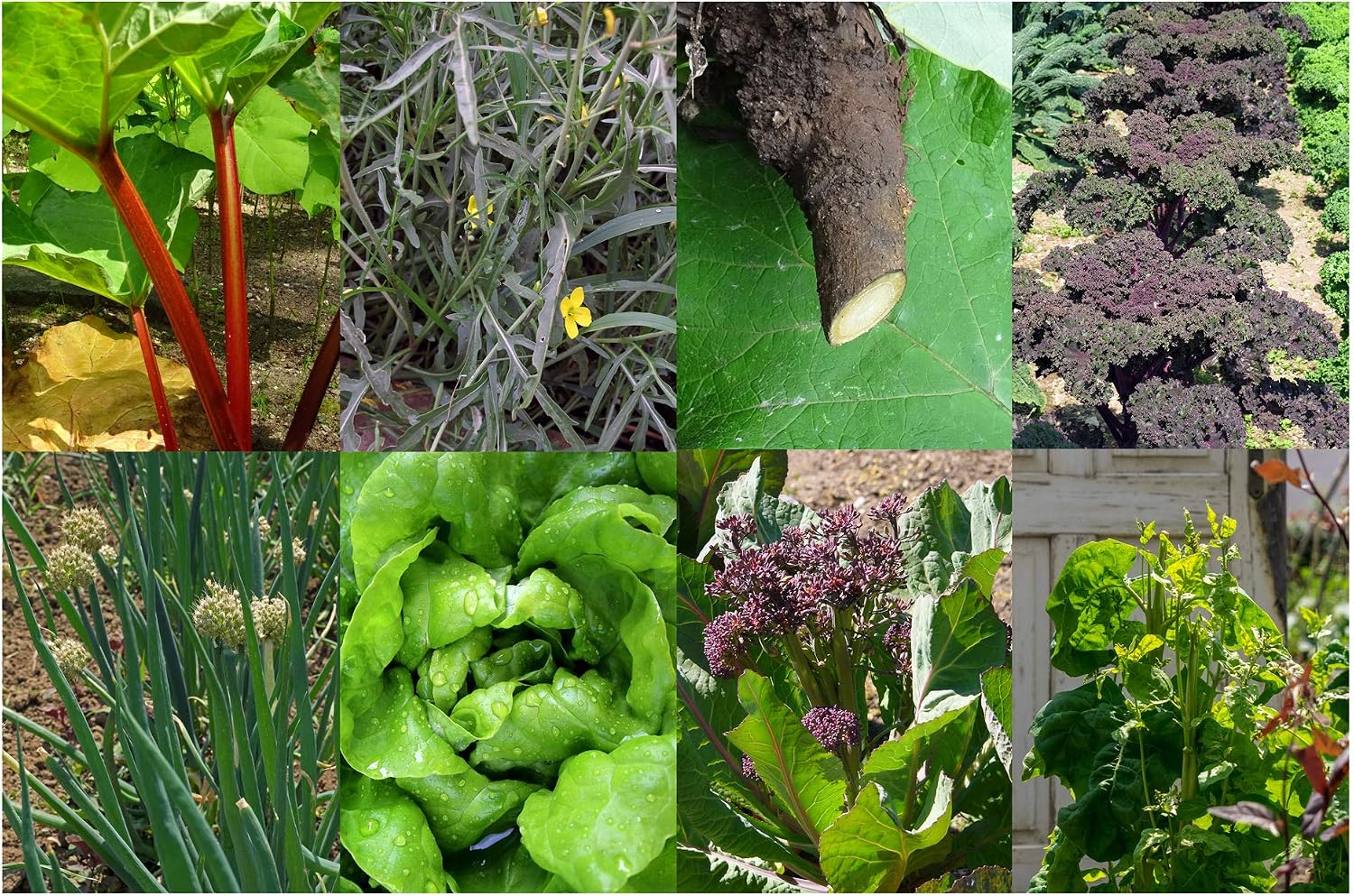 Permacultura - Set de regalo- Semillas con 8 plantas que son muy ...