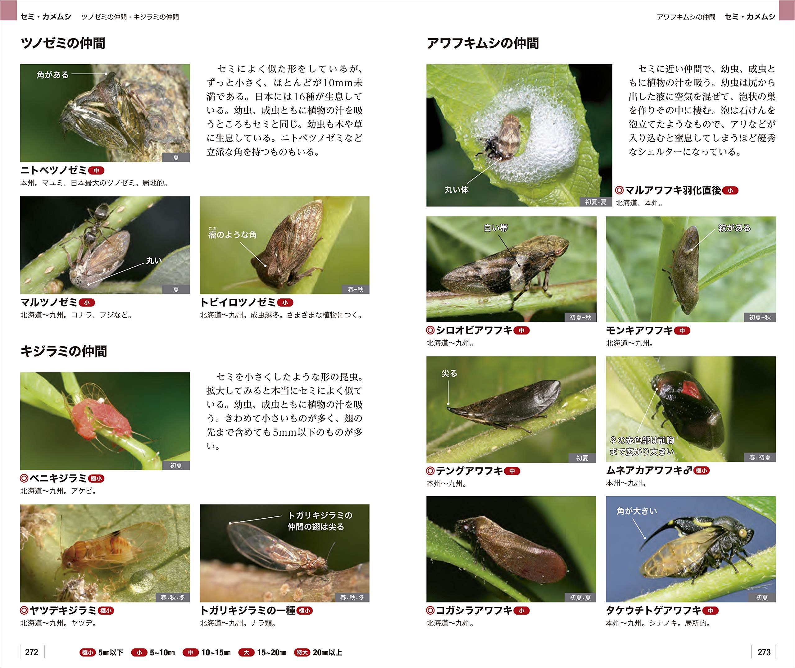 増補改訂新版 身近な昆虫識別図鑑 見わけるポイントがよくわかる フィールドガイド 和男 海野 本 通販 Amazon