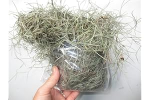 FARMHOUSE FLORALS New, Fresh Organic Spanish Moss Live Air Plant OVERSTUFFED Quart Bag Picked from Our Farm & Area.You Buy, we Pick!