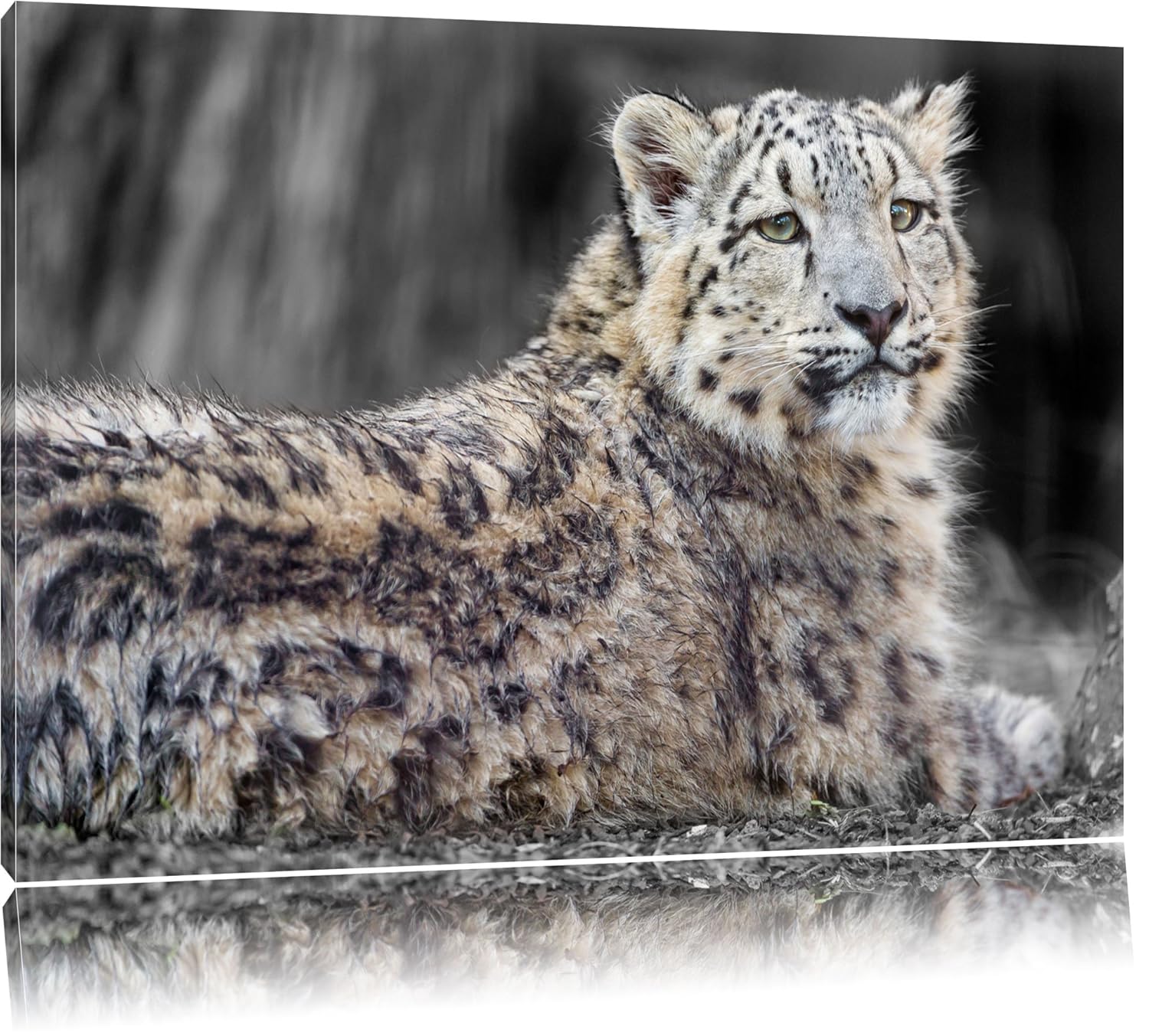 Weat snow leopard lay in snow Size:100x70 cm
