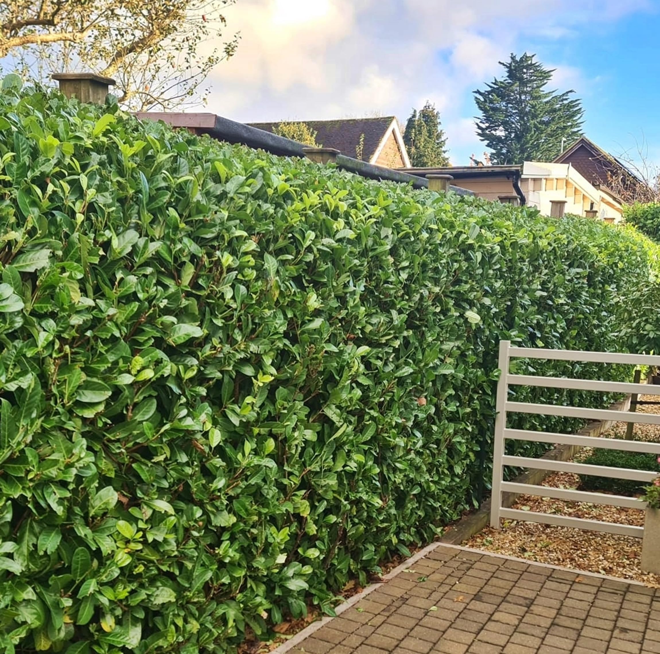 F&G Supplies 25 x Cherry Laurel Hedge Plants 2.5-3ft Tall Multi-stemmed Bushy Bare Root Evergreen Hedging Laurel Plants