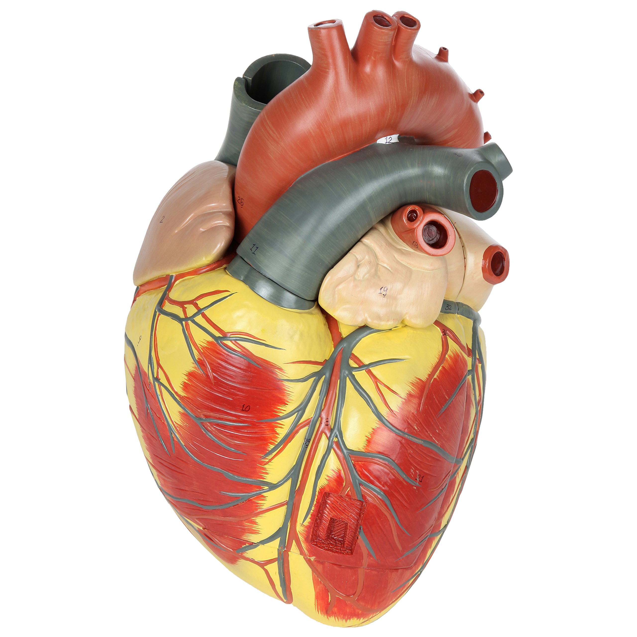 Large Human Heart Model, 3x Life-Size, 3-Part Numbered Anatomical Heart Illustrates 34 Internal Structures, Magnetically Connected, Includes Product Manual, Made by Axis Scientific