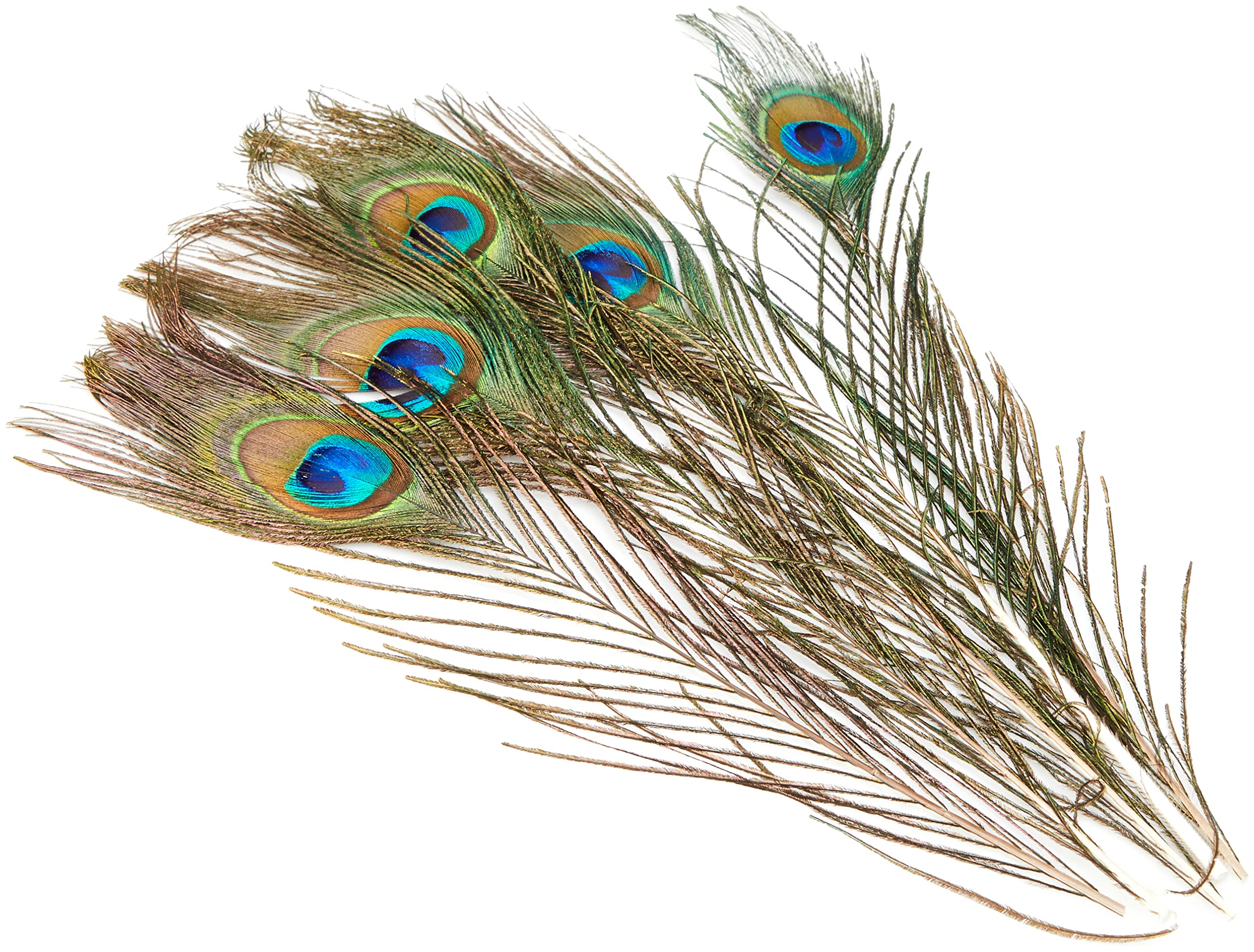 Efco 1003410 Peacock 200-300 mm 5 pcs, Feathers, Green, 12 x 5 x 2 cm