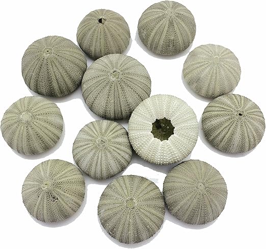 Amazon Com Pepperlonely 10pc Green Sea Urchins Sea Shells 1 5 8
