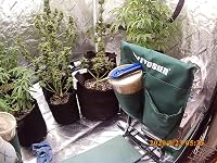 Review Image by @nervousgardens @nervousgardens