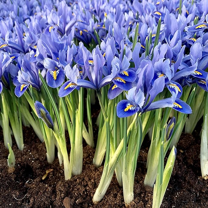 Woodland bulbs® 50 x Iris Bulbs 'Alida' Reticulata Bulbs Iris Spring
