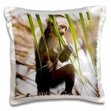 Amazon Com 3drose Capuchin Monkey Pillow Case 16 X 16 Home