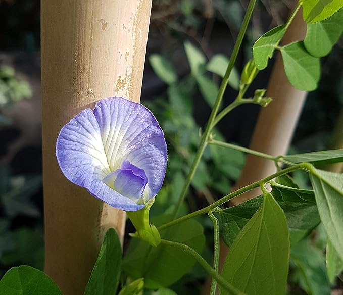 100 Samen Klitoria Samen, Clitoria ternatea, blaue Schamblume, Butterfly pea, Anchan Tee