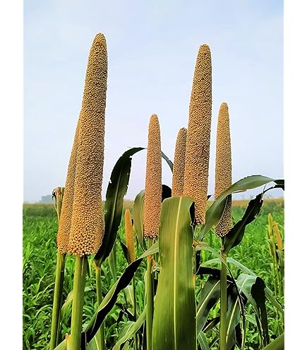 ☆millet☆ Amazon.com : Japanese Millet - Makes Great Seed-Heads for