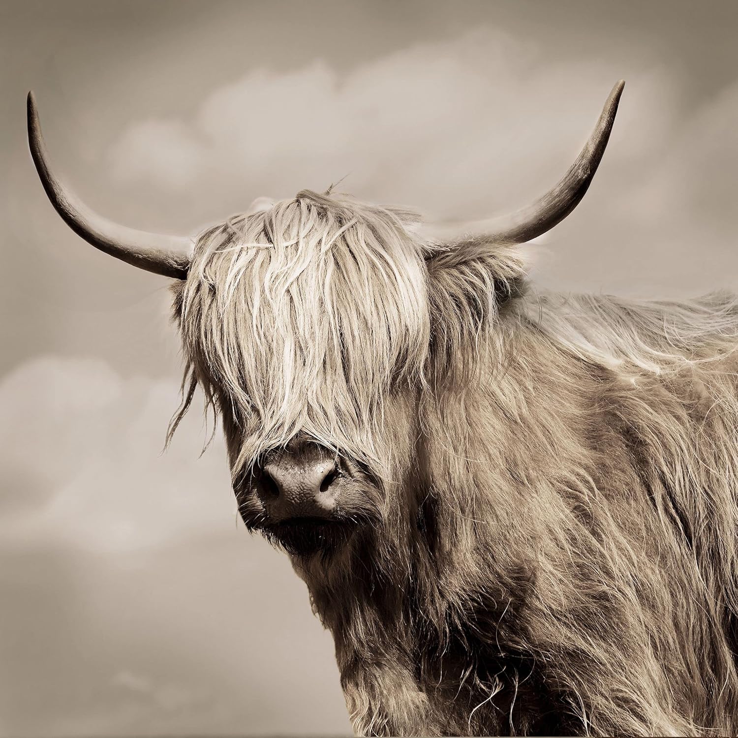 Paintings - Rustic Cow Wall Art - Highland Cattle Painting on Canvas - 12x12 Western Home Decor for Living Room, Bedroom, Kitchen - Farmhouse Style Yak Artwork