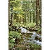 AllPosters Wall Poster Forest Creek, 24x36