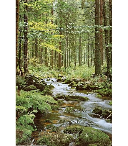 Amazon.com: Forest Path, Poster 36 x 24 inch by Eurographics 2400