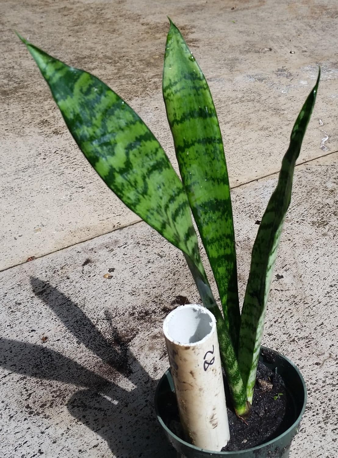 12" Tall Robusta Snake Plant (sansevieria