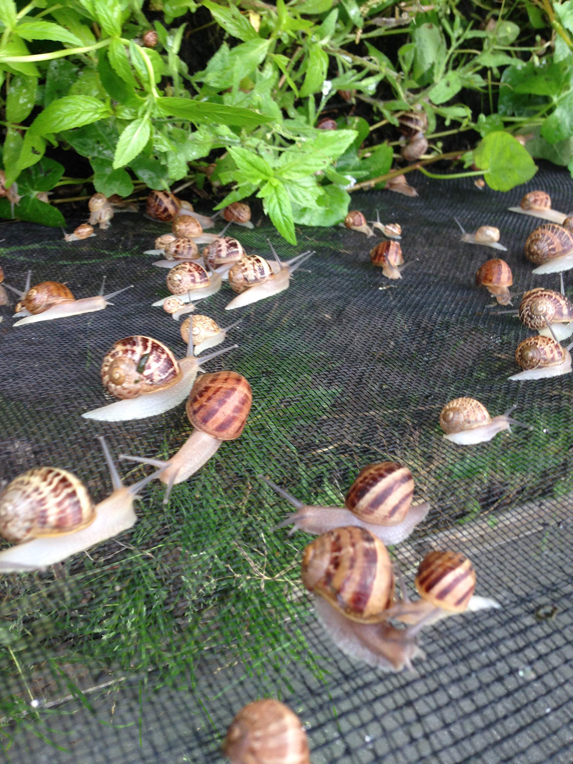 EscargotsNI Live Snails (Reptile Live Food) 100 medium size snails