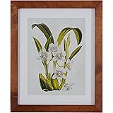 Amazon Brand – Stone & Beam Modern Purple Flower Botantical Print Wall Art, Weathered Brown Frame, 18.5" x 22.5"