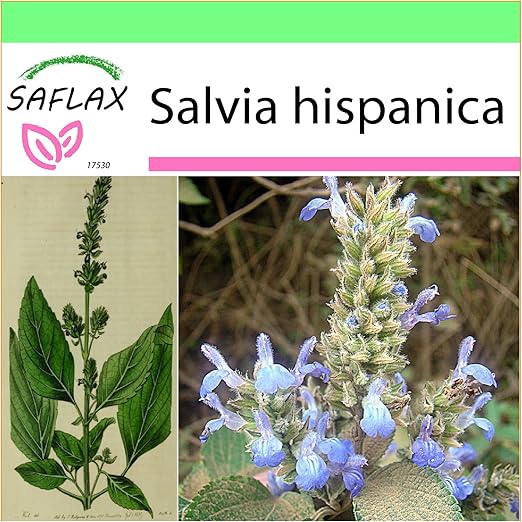 SAFLAX - Garden to Go - Chía - 500 semillas - Salvia hispanica ...