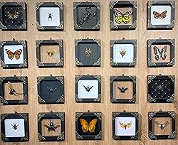 2 Real Green Mantis Blue Bee Frames Dead Insect