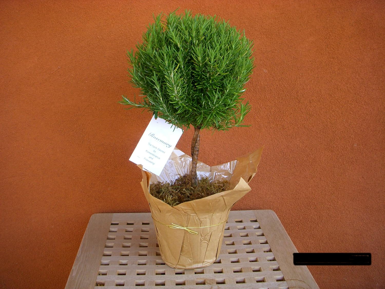 Rosemary Topiary Plant/live Potted Plant (Rosmarinus