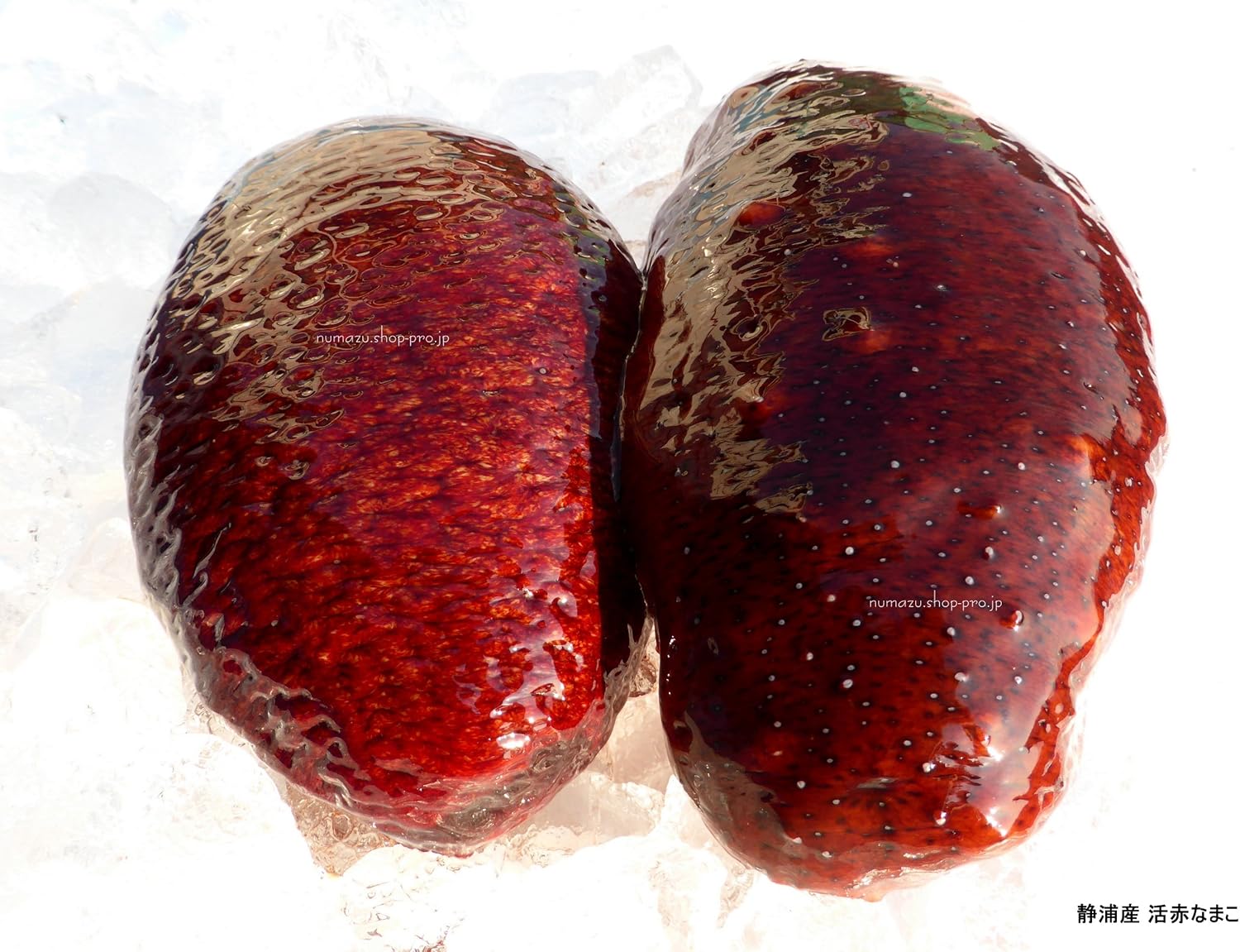 Amazon 静浦港 お刺身用 赤ナマコ 大 約1k 静浦漁港 鮮魚 通販