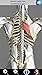 Visual Muscles 3D