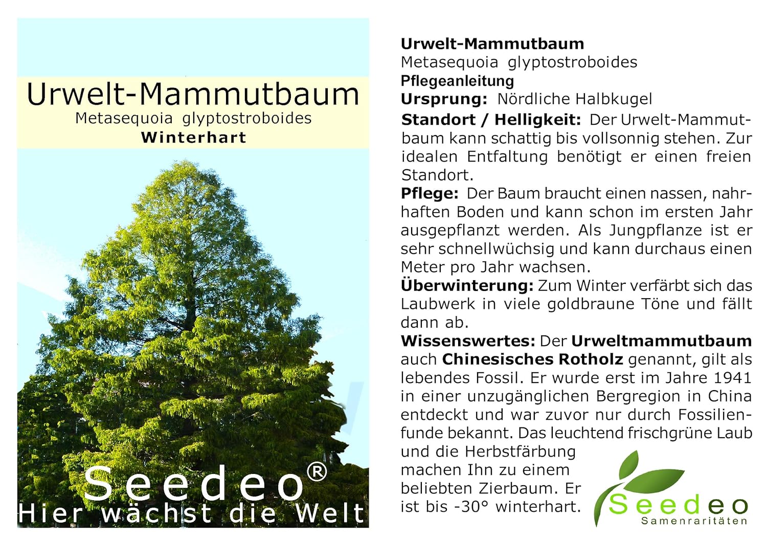 Seedeo® - Set de cultivo de 200 semillas de árbol de Mama ...