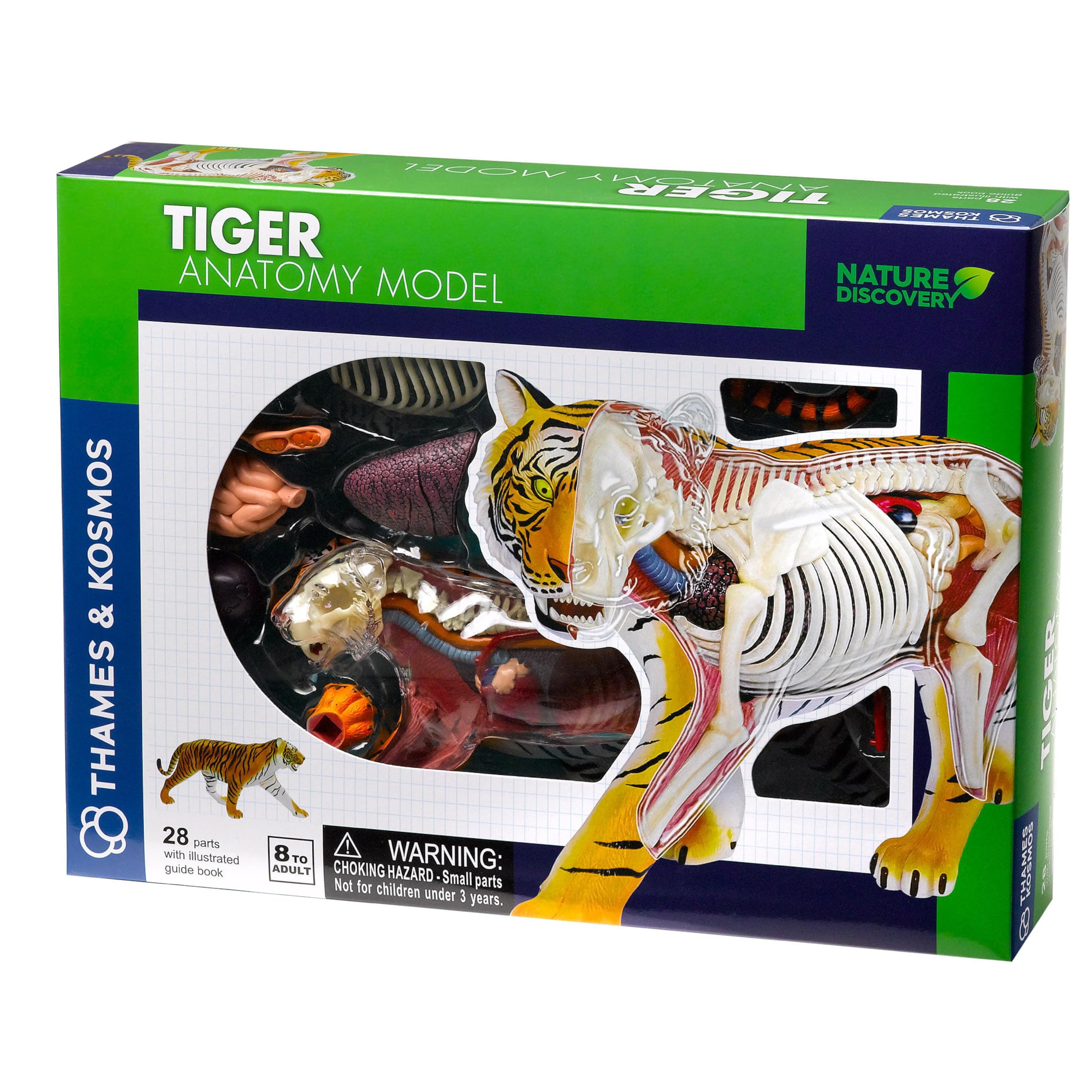 Thames & Kosmos Nature Discovery: Tiger Anatomy Model, Kids Science Kit, Learning Resources for Animal Anatomy, 3D Anatomy Kit, Age 8+ — image 1