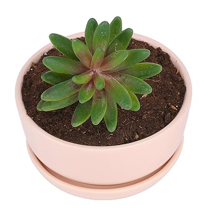 Purelifestyle Pot De Fleur En Céramique Avec Plateau Plante