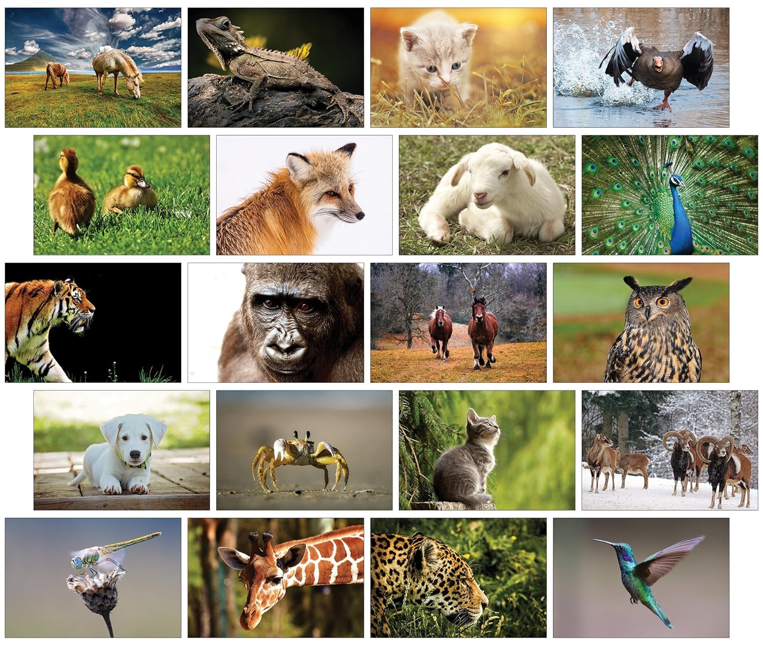 20 Animal Postcards - Set of 20 Different Animal Photo Postcards
