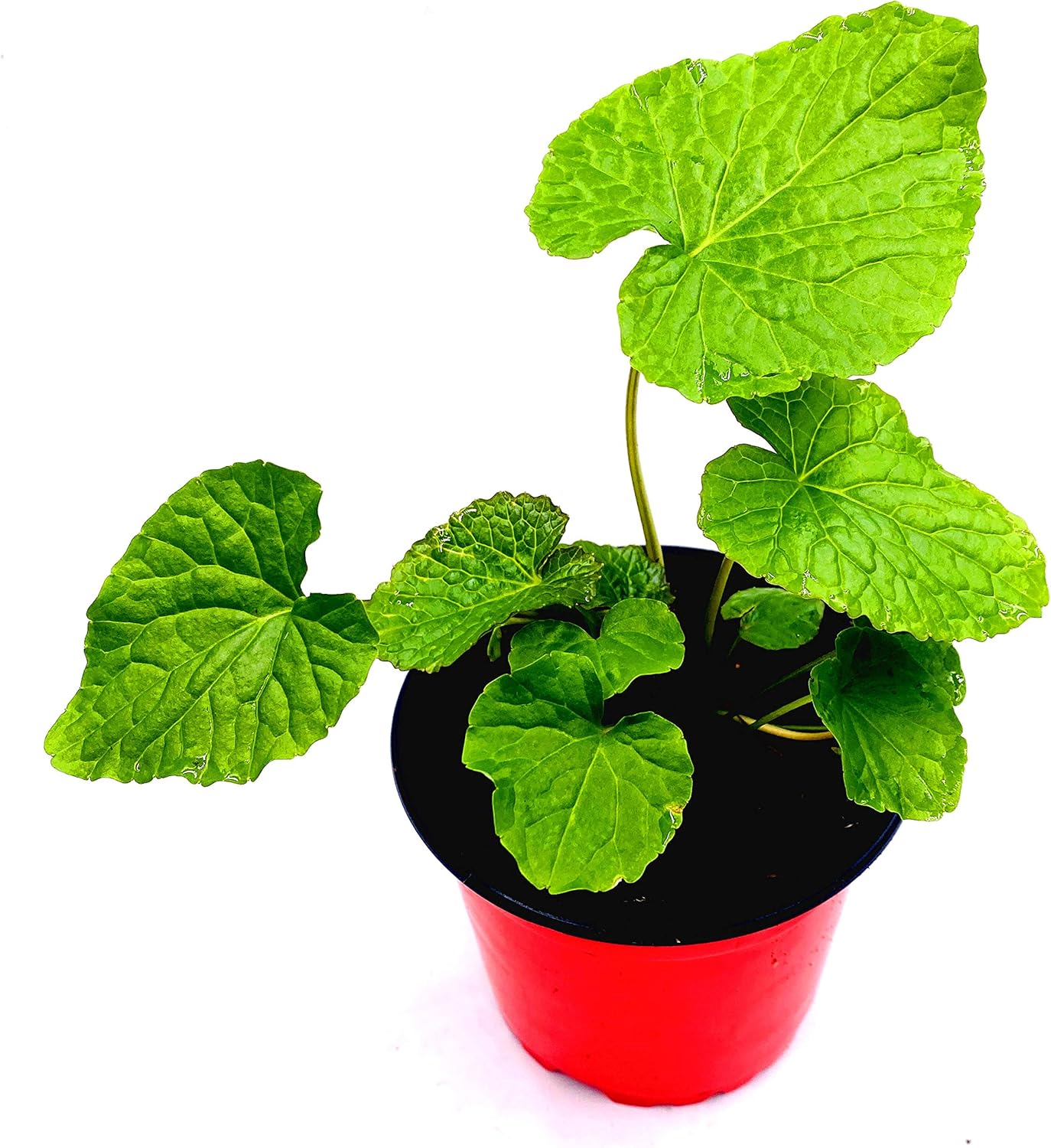 Wasabi Plant Wasabi Japonica 2 Herbs Planter Amazon De Garten