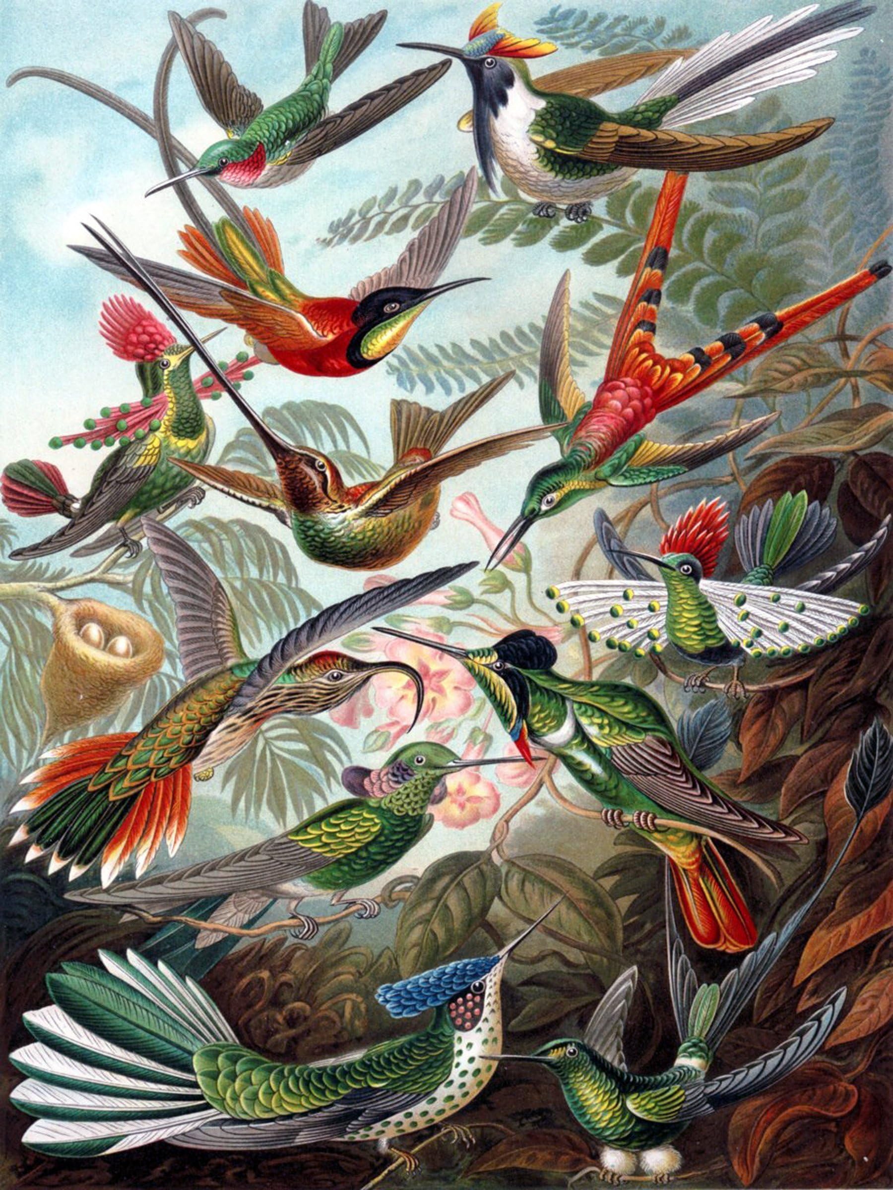 Birds by Ernst Haeckel Accent Tile Mural Kitchen Bathroom Wall Backsplash Behind Stove Range Sink Splashback One Tile 6"x8" Ceramic, Matte