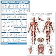 Palace Learning Stretching Exercises and Muscular System Anatomy Poster Set - Laminated 2 Chart Set - Stretching Workout Routine & Muscle Anatomy Diagram (18" x 24")