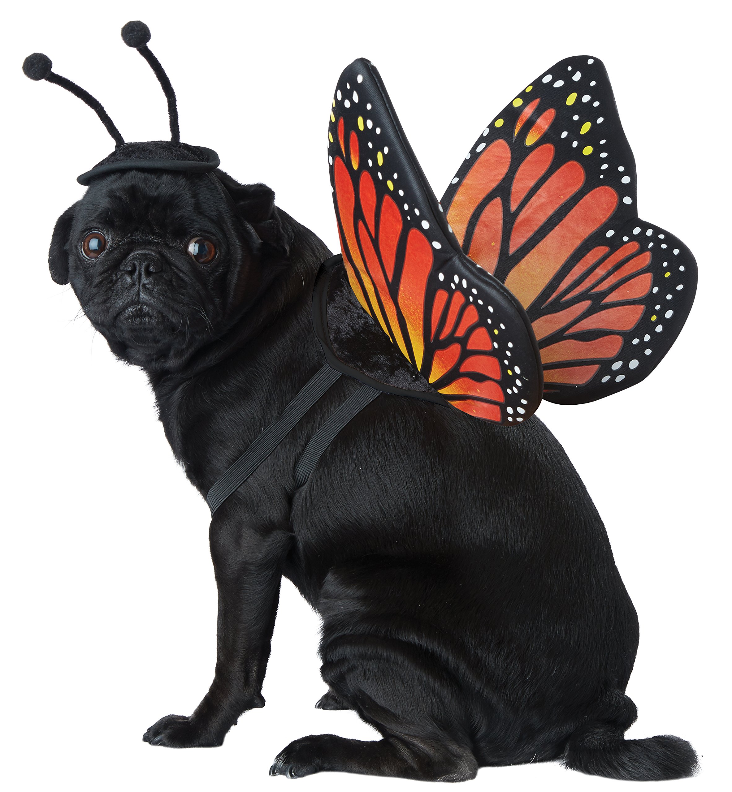 California Costumes COLLECTIONS Pet MONARCH BUTTERFLY Dog Costumes, Black/Orange, XS Neck 10-12 Girth 12-16 Back 8 US