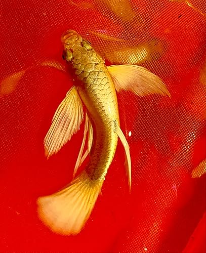 D&A Tropical Live Fish Full Gold 24K Ribbons Guppy Live Fish for