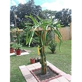 12" Dragon Fruit Cactus Plant W/Pot Hylocereus Undatus Pitaya SELF Pollinating
